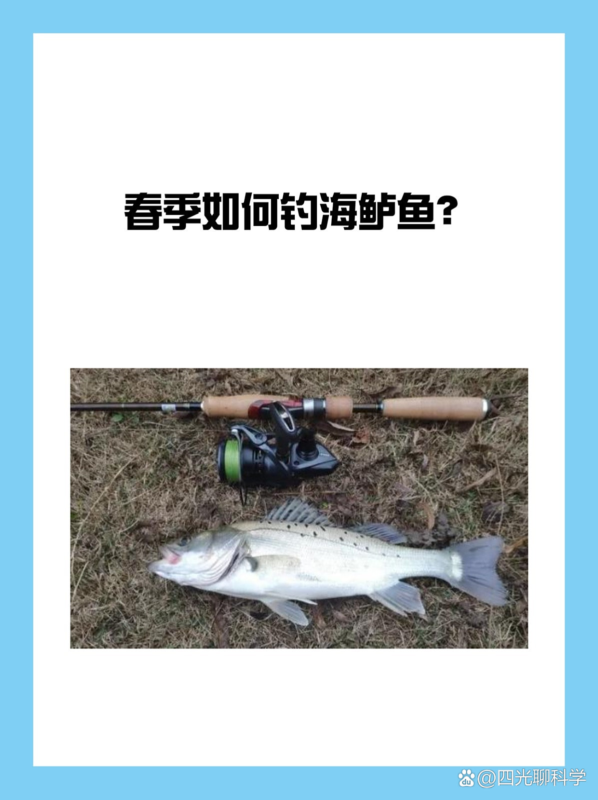黑坑钓海鲈鱼技巧(黑坑十大禁用小药)