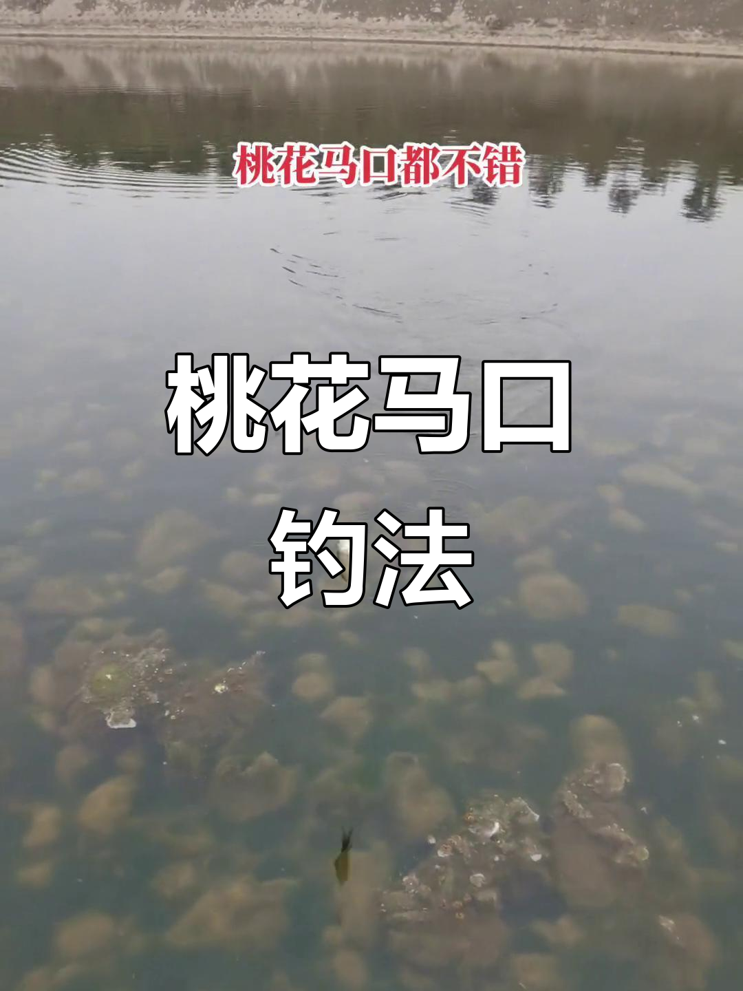 钓鱼上鱼技巧(钓鱼上鱼技巧和方法)