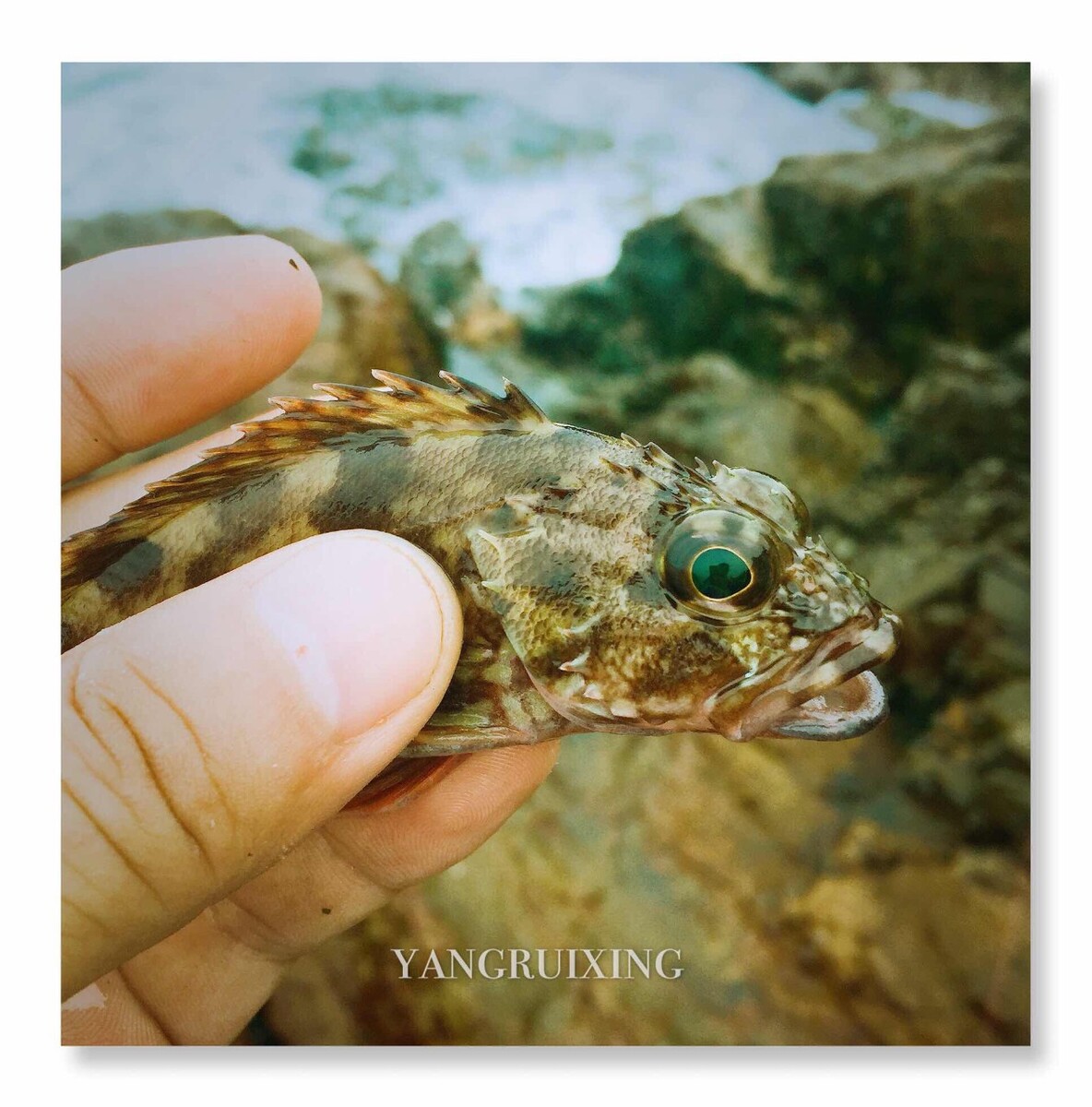 海钓短文(海钓新手必看十大技巧)