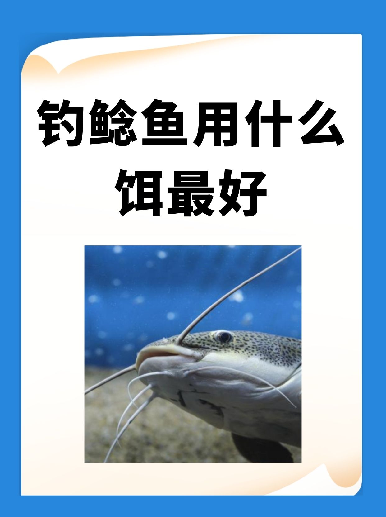 钓鱼什么饵料好点(钓鱼选什么饵料)