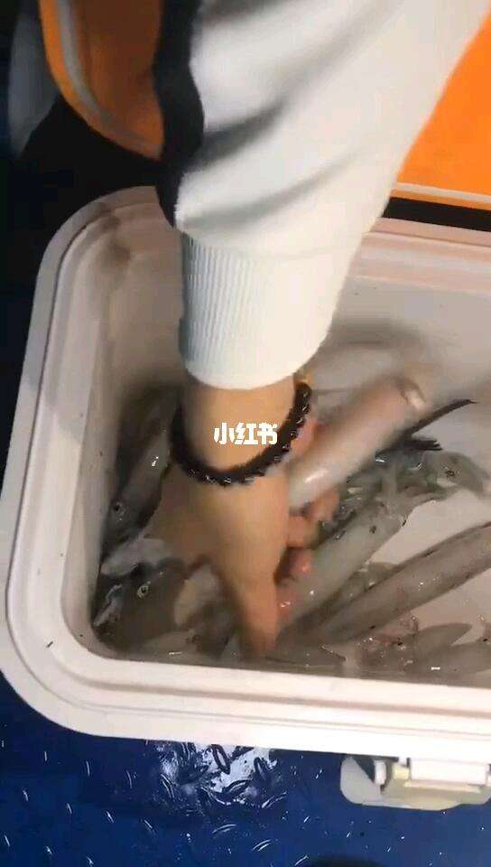 孤岛余生钓鱿鱼技巧(夜光鱿鱼钩怎么钓鱿鱼)