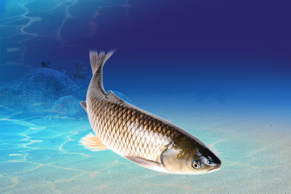 四海钓鱼黑坑江湖(四海钓鱼app)