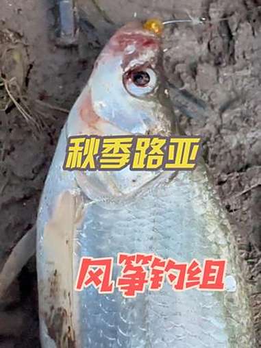 秋季阴天路亚(秋天 路亚)