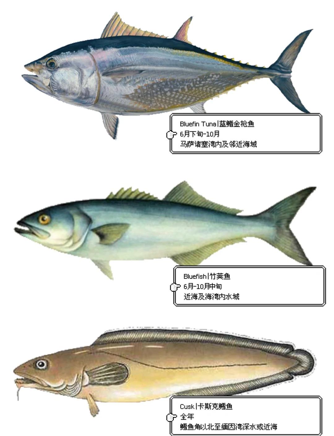 海钓比赛鱼种(海钓哪种钓组最实用)