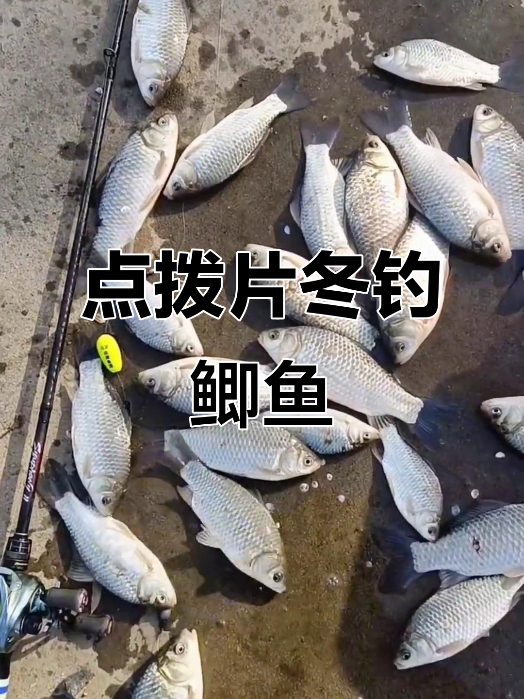 冬季钓水库鲫鱼技巧(冬季钓水库鲫鱼技巧图解)