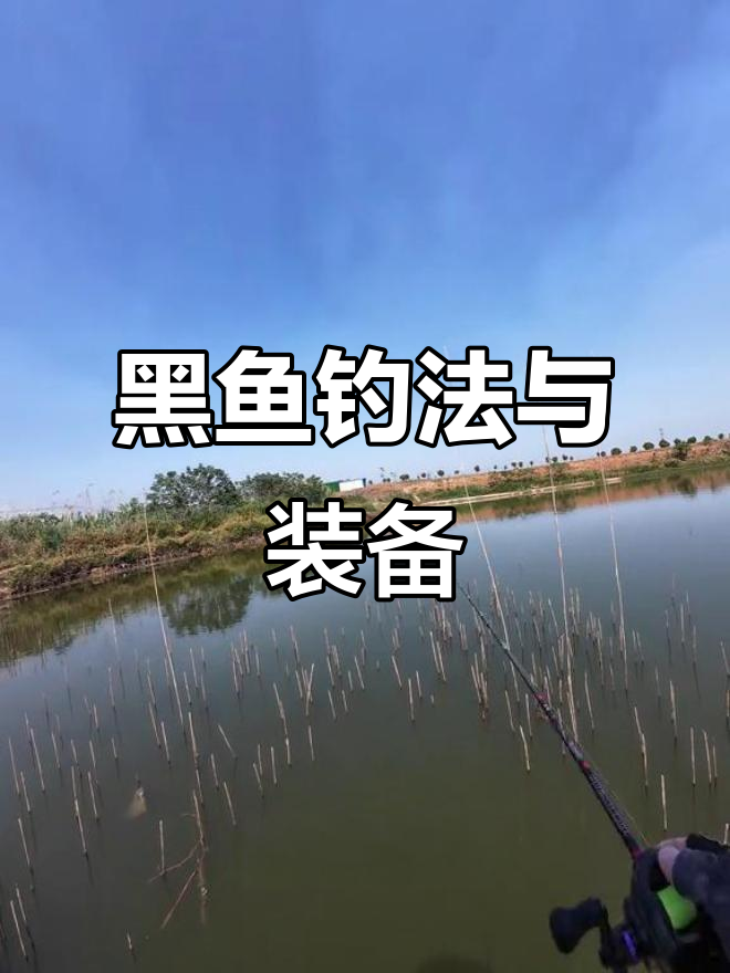 新疆黑鱼饵料(新疆的黑鱼)