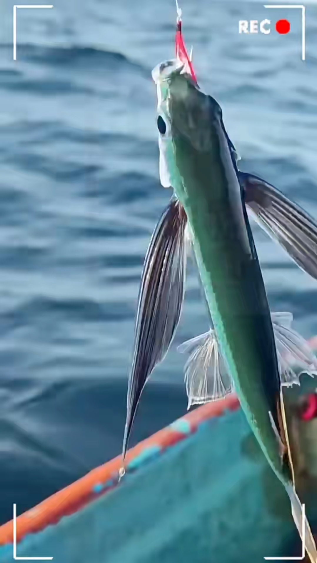 这是出海钓鱼的(出海钓鱼照片真实)