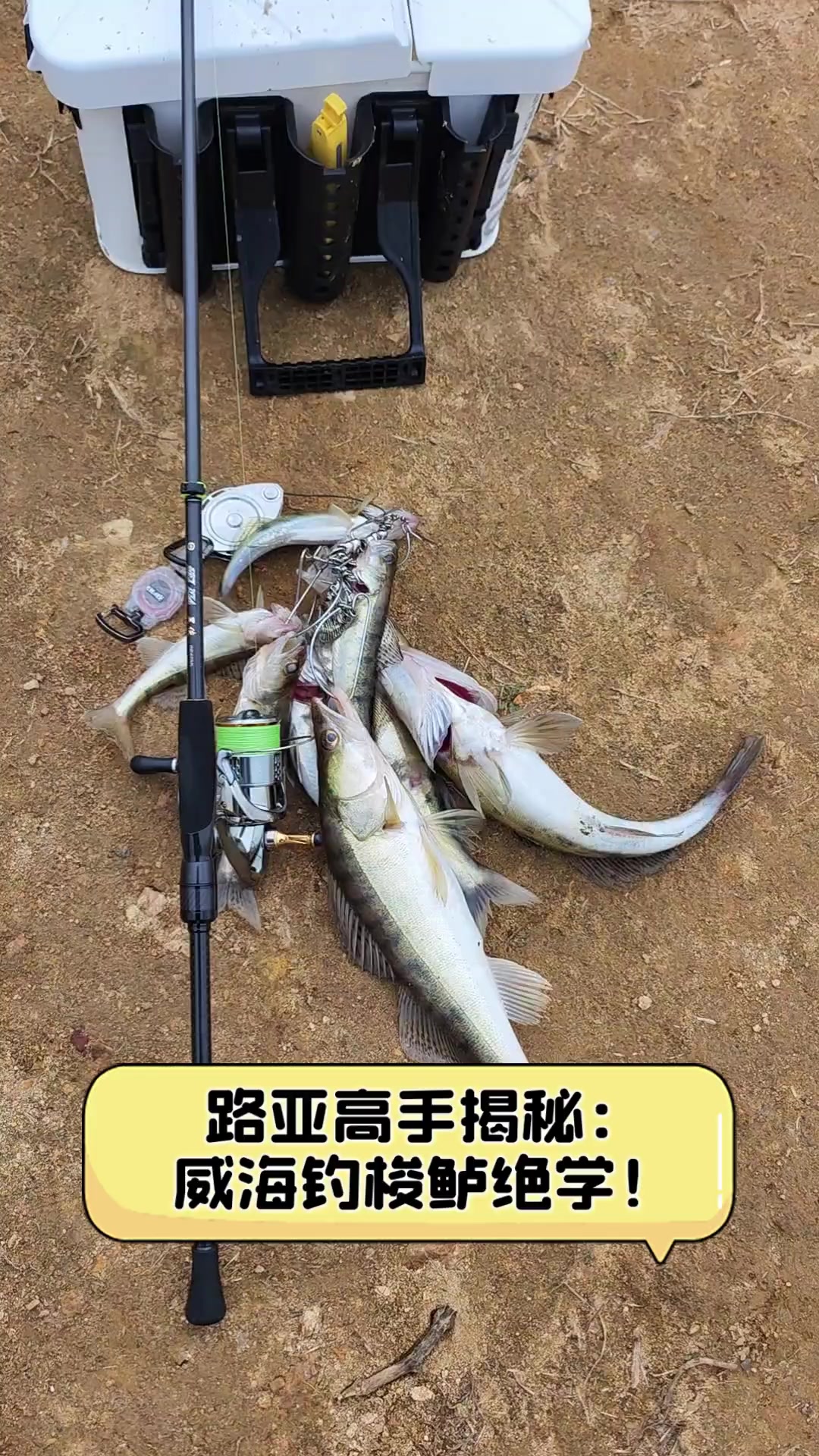 路亚梭鲈手法(路亚梭鲈视频)