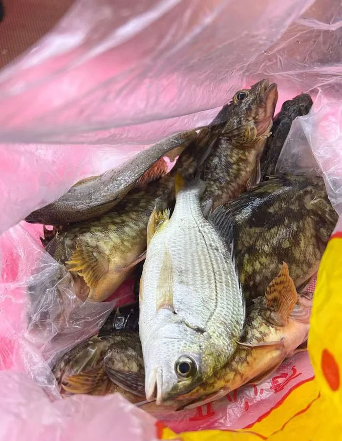 厦门海钓沉底钓鱼(厦门海钓沉底钓鱼怎么样)