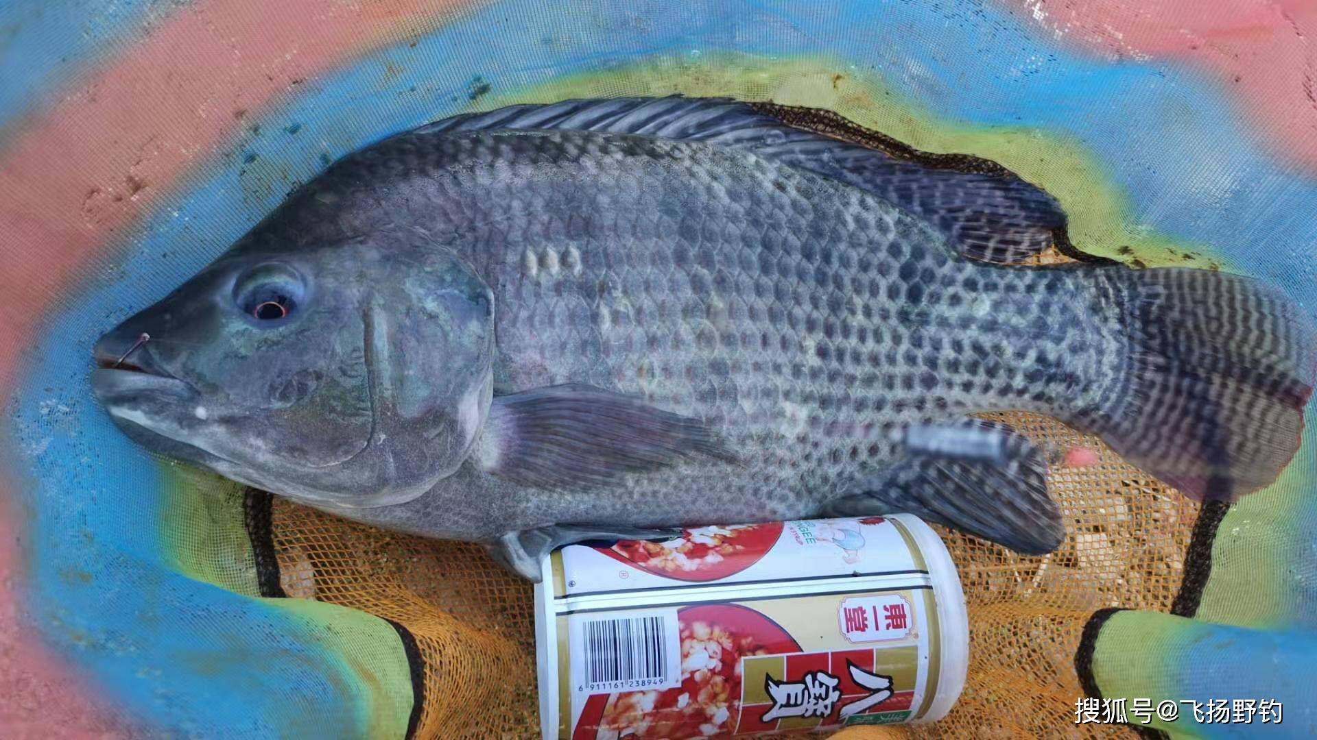 水库大罗非鱼路亚(罗非鱼路亚钓法)