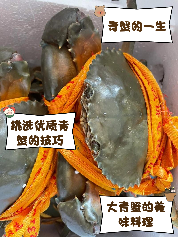 钓青蟹技巧(钓青蟹视频)