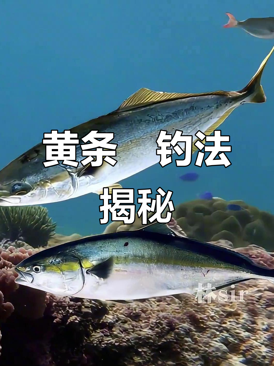 海钓施钓技巧(海钓技法)