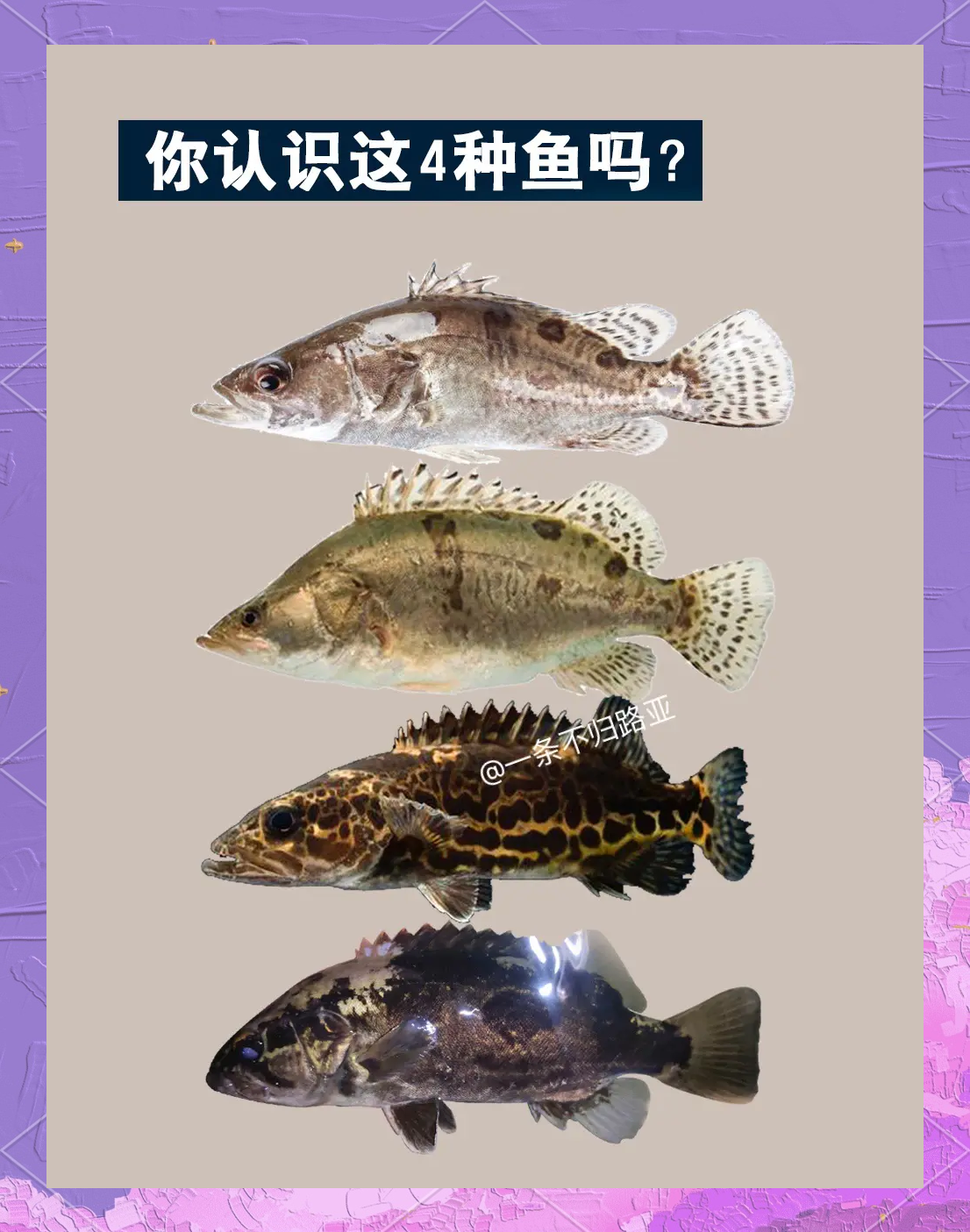 鳜鱼垂钓技巧(鳜鱼做钓技巧)