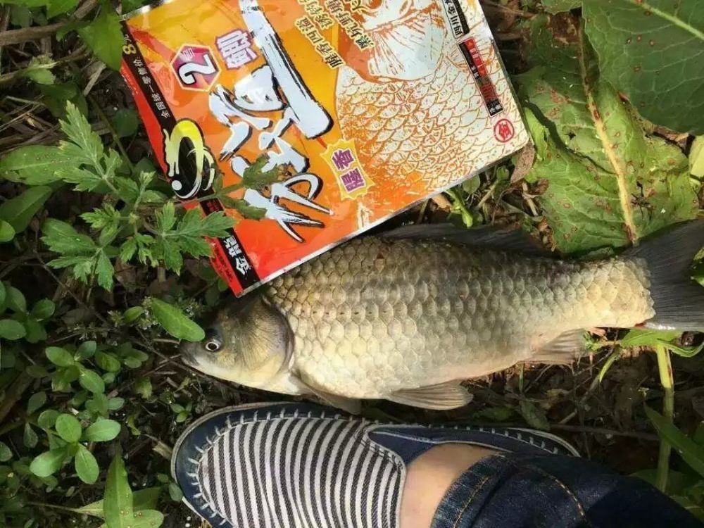 霜降钓鱼饵料(霜降钓鱼选择什么地方)