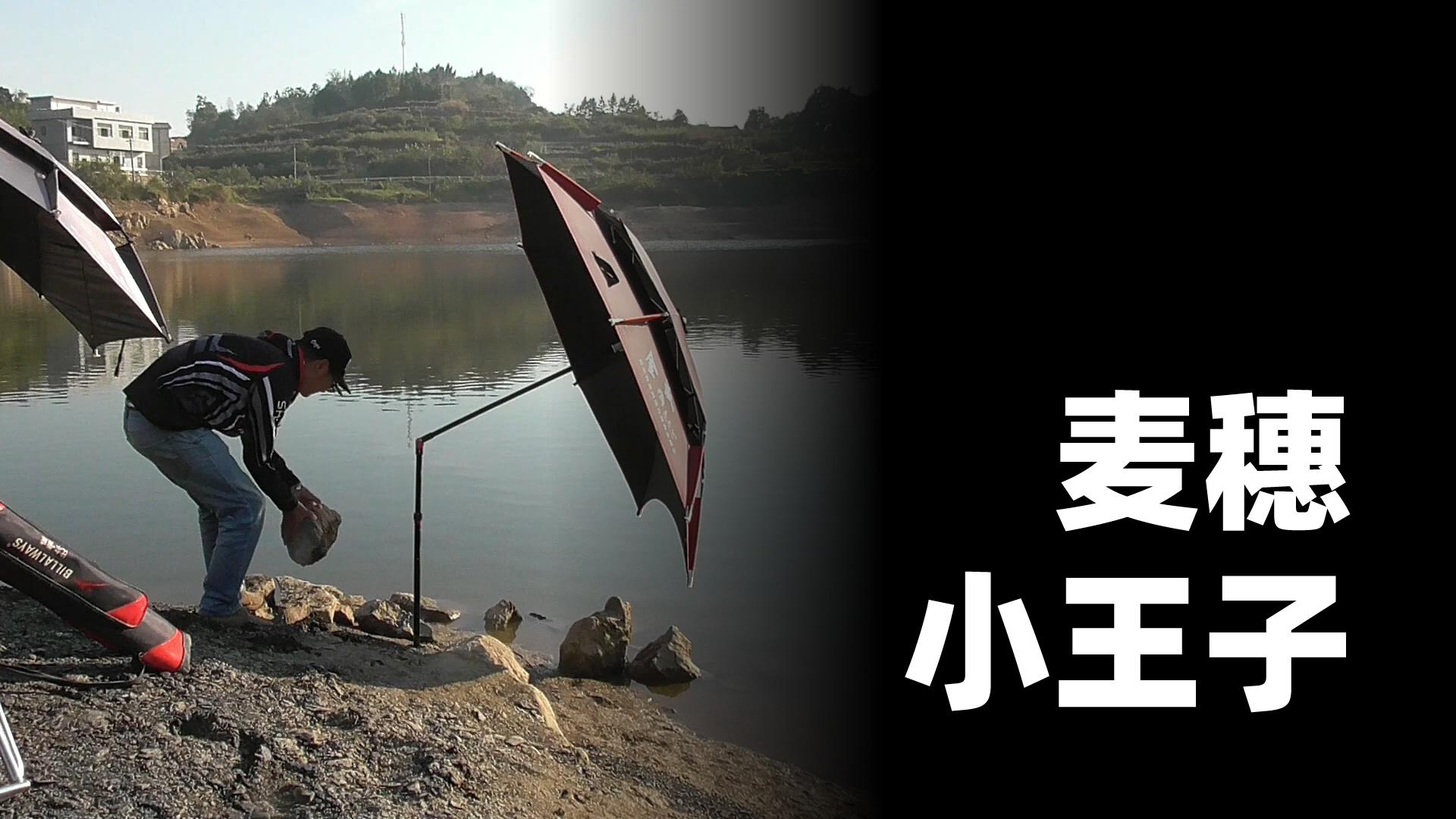 麦穗鱼的垂钓技巧(麦穗鱼的垂钓技巧视频)