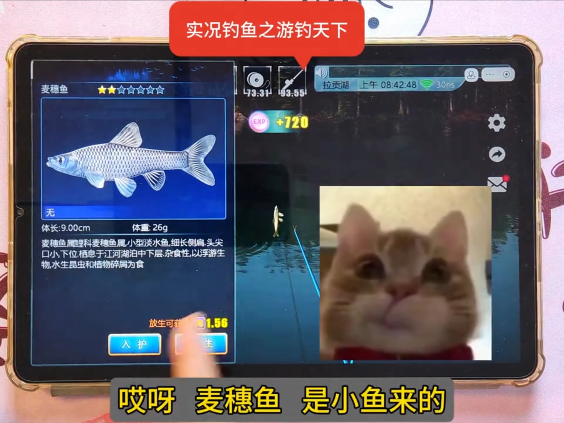 麦穗鱼的垂钓技巧(麦穗鱼的垂钓技巧视频)