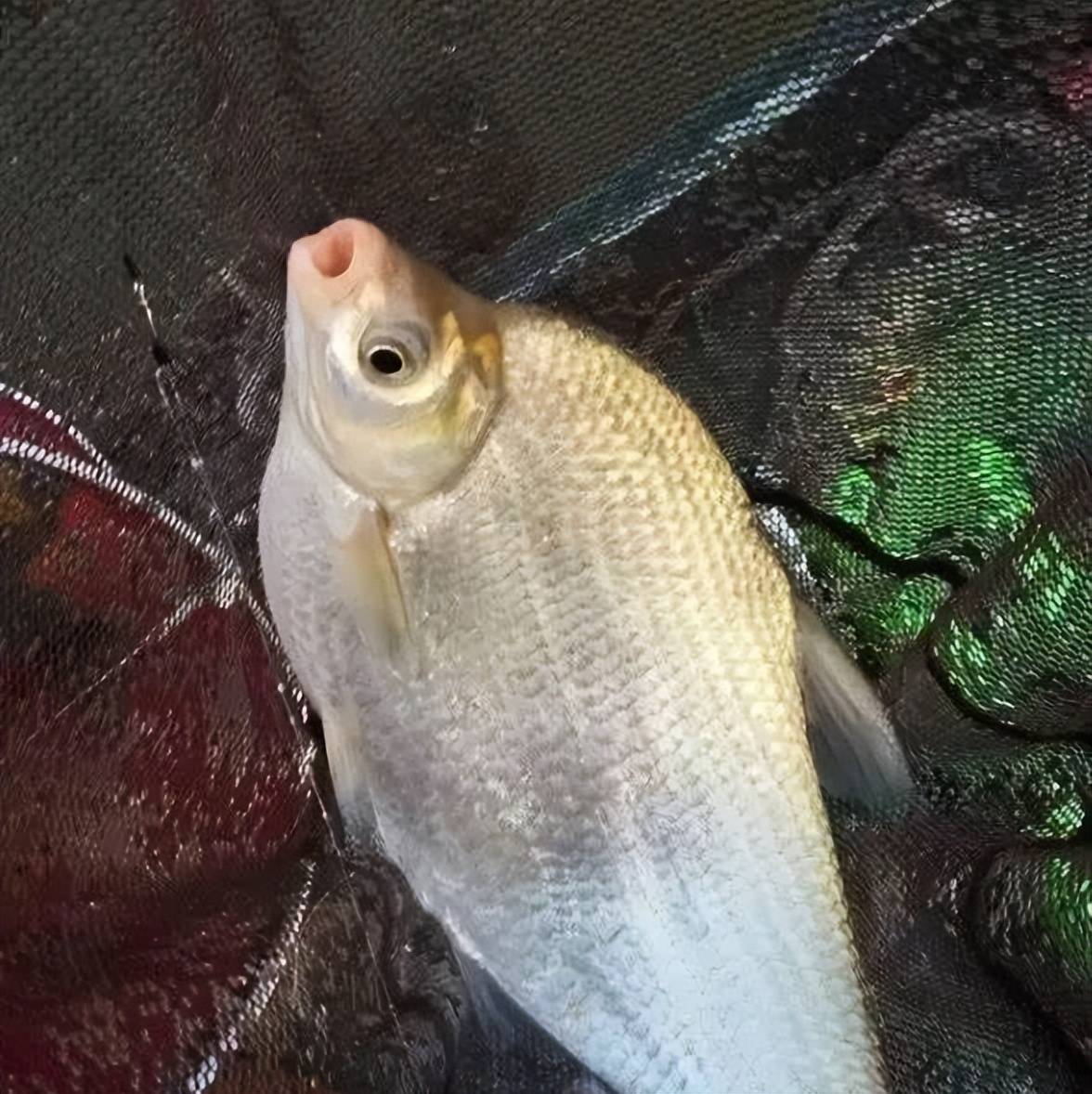 秋天钓鳊鱼饵料配方(秋天钓鳊鱼技巧)