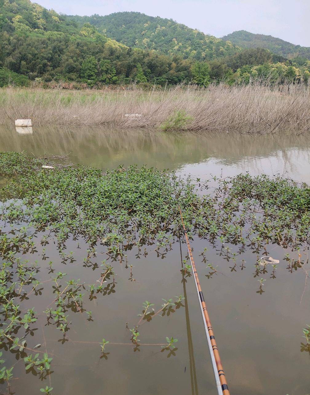 春季水库钓大鲫鱼技巧(春季水库钓大鲫鱼技巧视频)