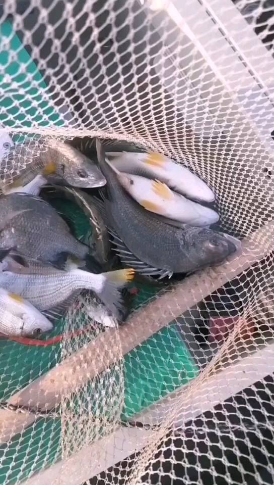 筏竿海钓鱼(海杆筏竿)