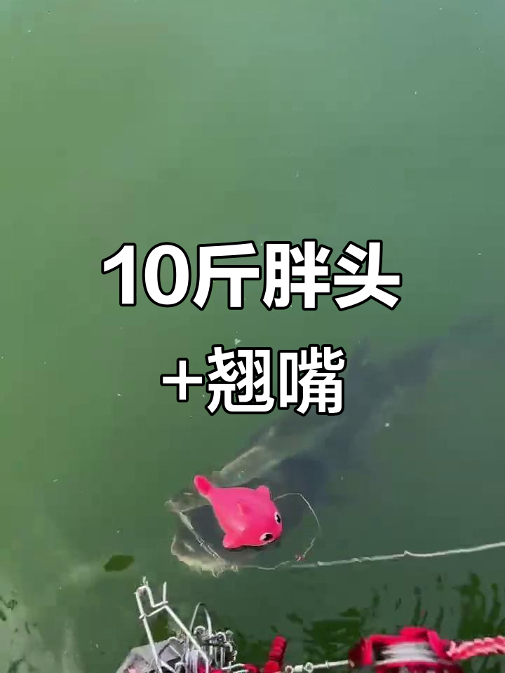 钓海胖头技巧(钓海胖头鱼技巧)