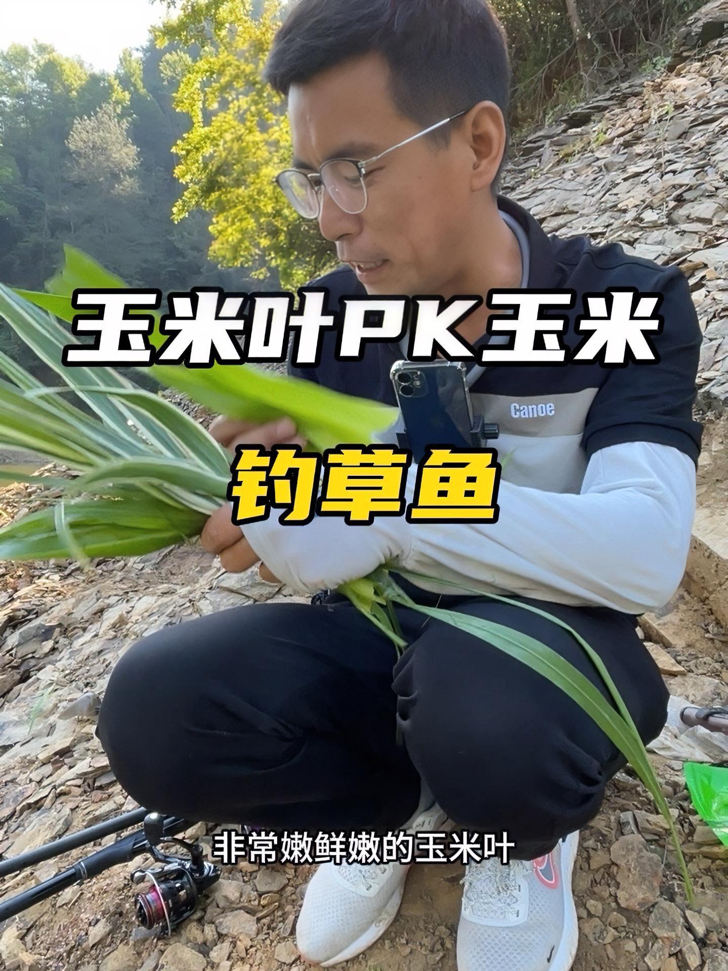 手竿玉米钓草鱼技巧(抛竿玉米钓草鱼)