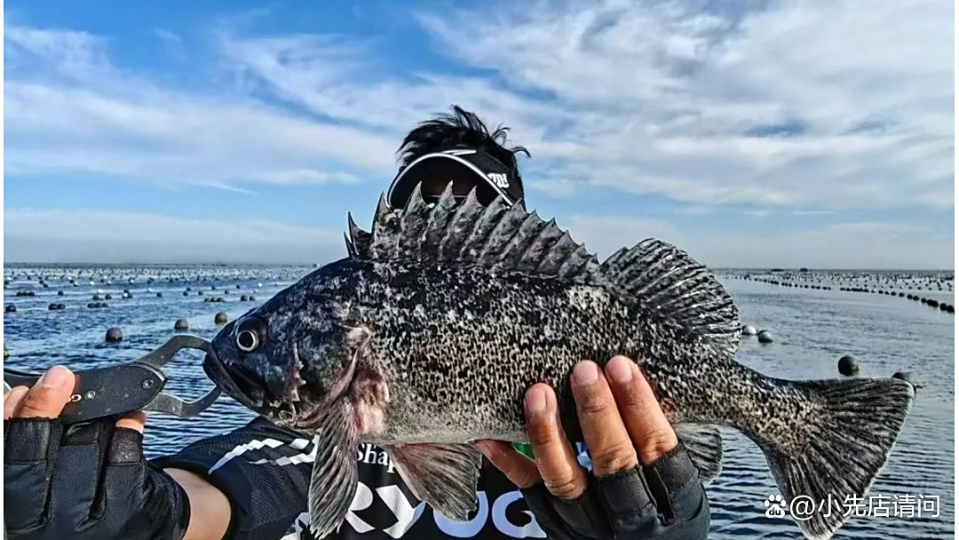 大连都有哪些海钓鱼(大连能钓鱼的海边)
