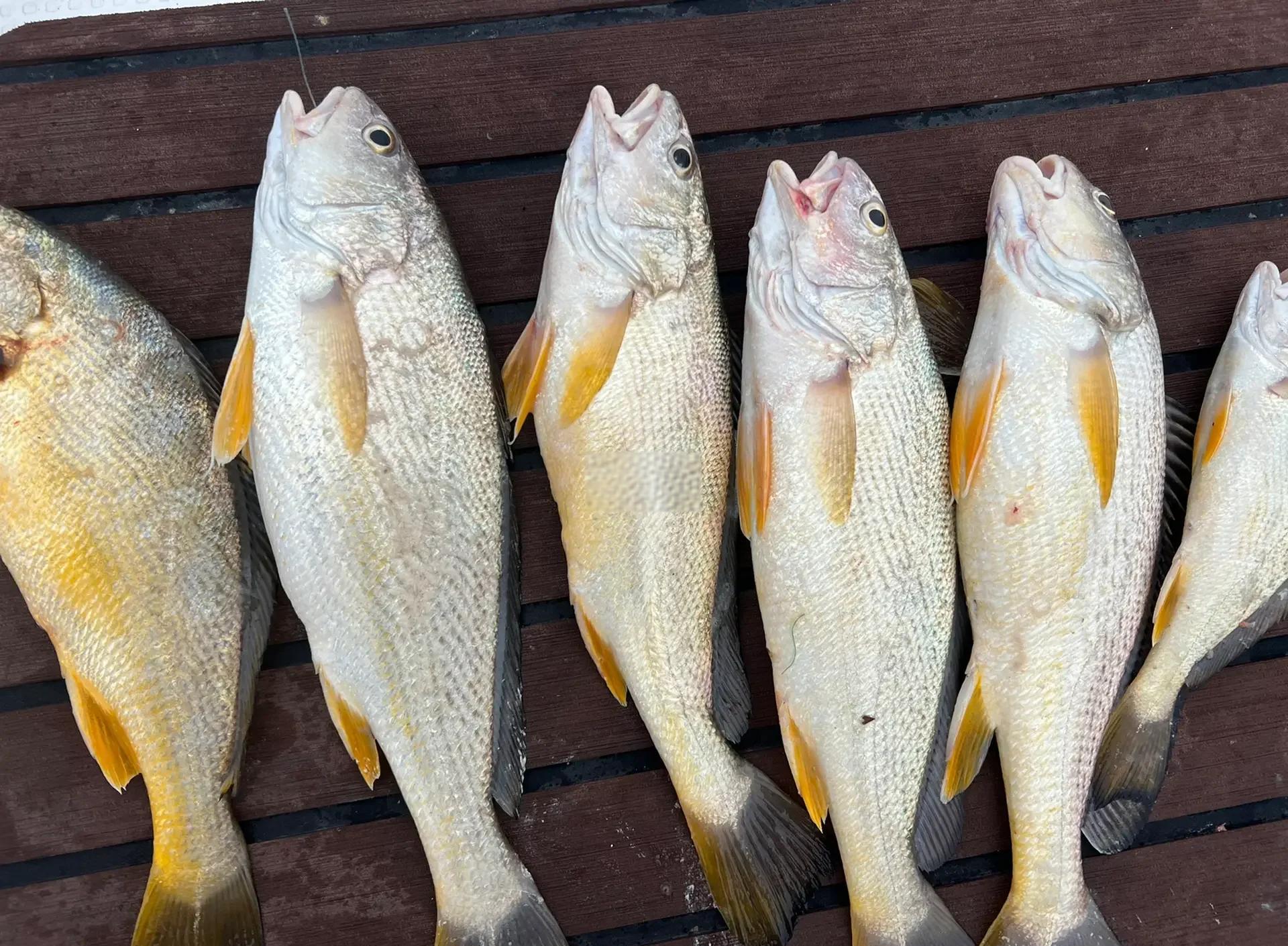 温州海钓论坛(温州海钓论坛在哪里)