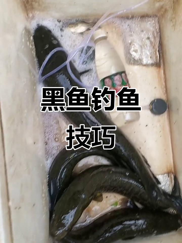 台钓钓黑鱼饵料(台钓钓黑鱼饵料推荐)