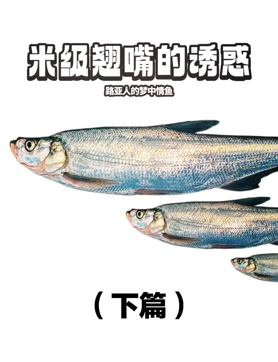 夜晚路亚技巧讲解(晚上怎么用路亚怎么夜钓)