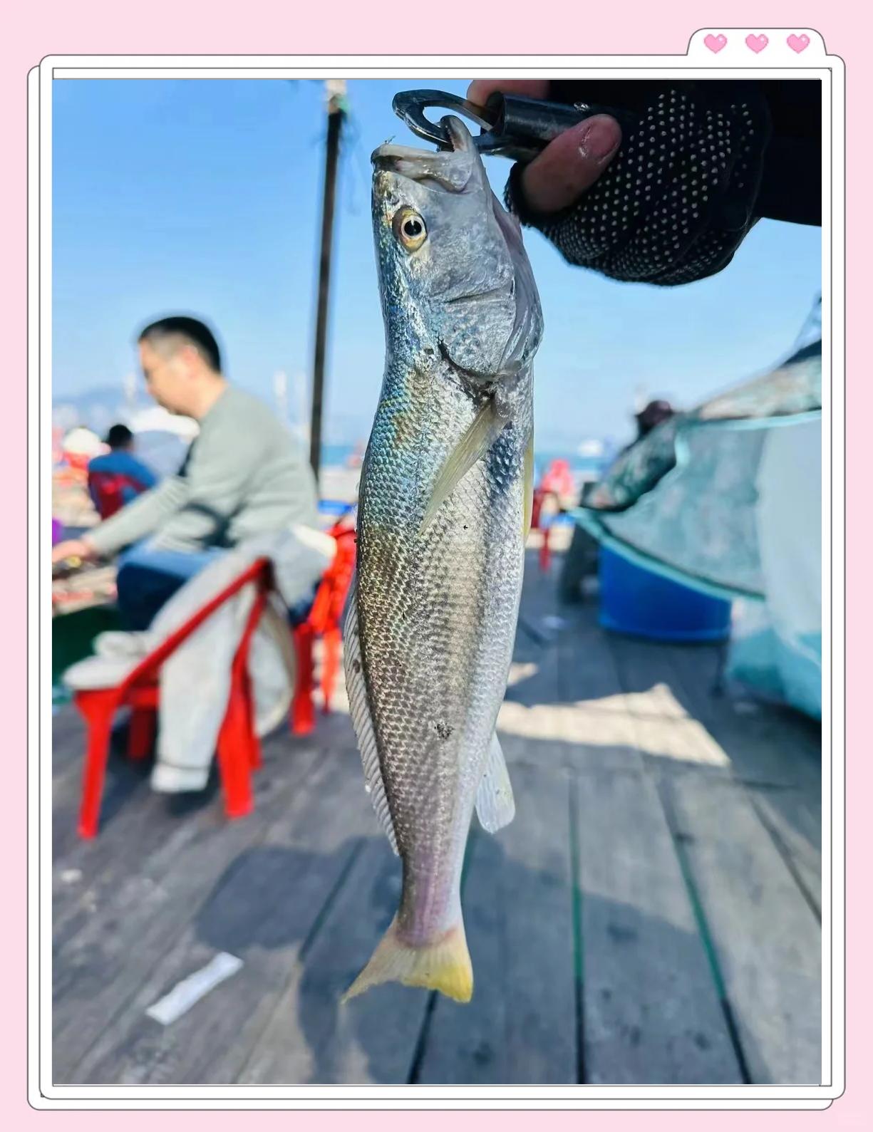 鱼排海钓钦州(渔排海钓)