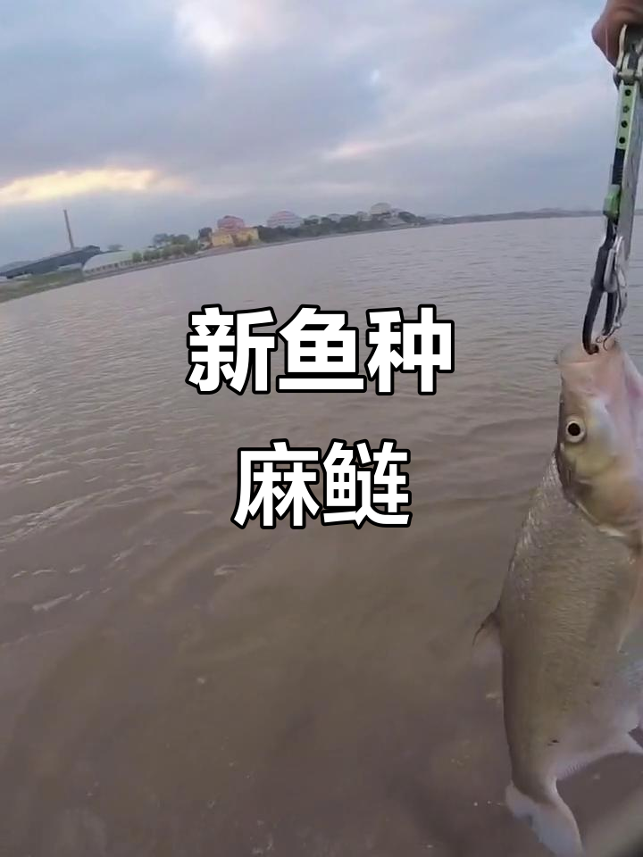 路亚土鲢(路亚钩鲢鳙)