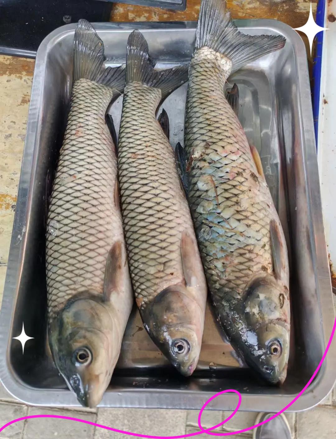 草鱼的鱼腮抠腮技巧(草鱼的鱼腮抠腮技巧图解)
