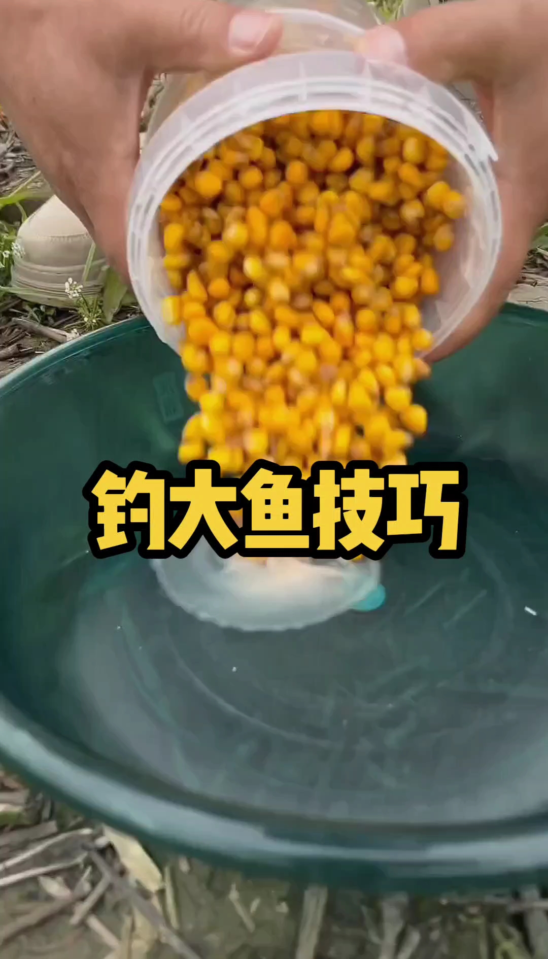 广东钓鲤鱼用什么饵料(广东怎么钓鲤鱼)