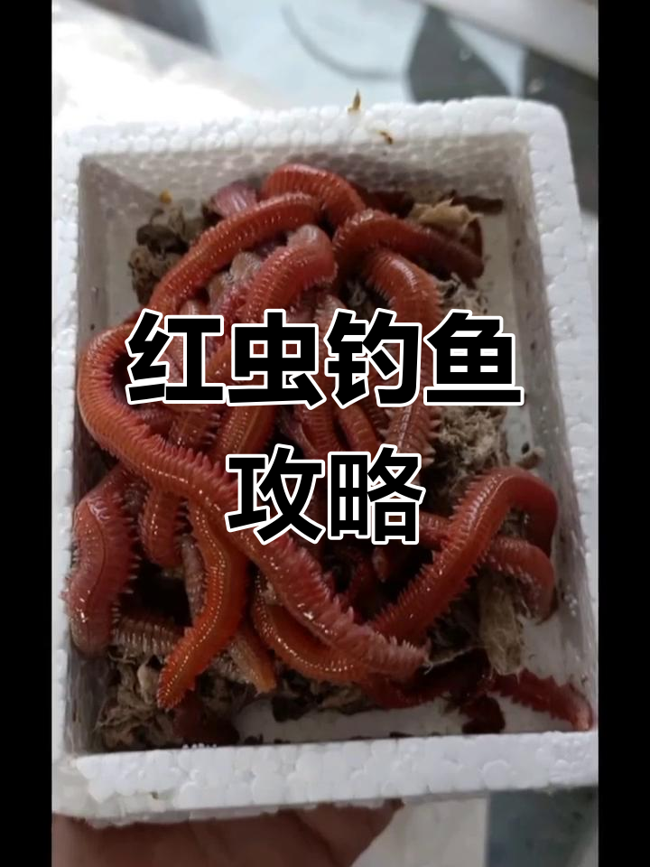 冬天红虫和饵料(冬天红虫钓鱼)