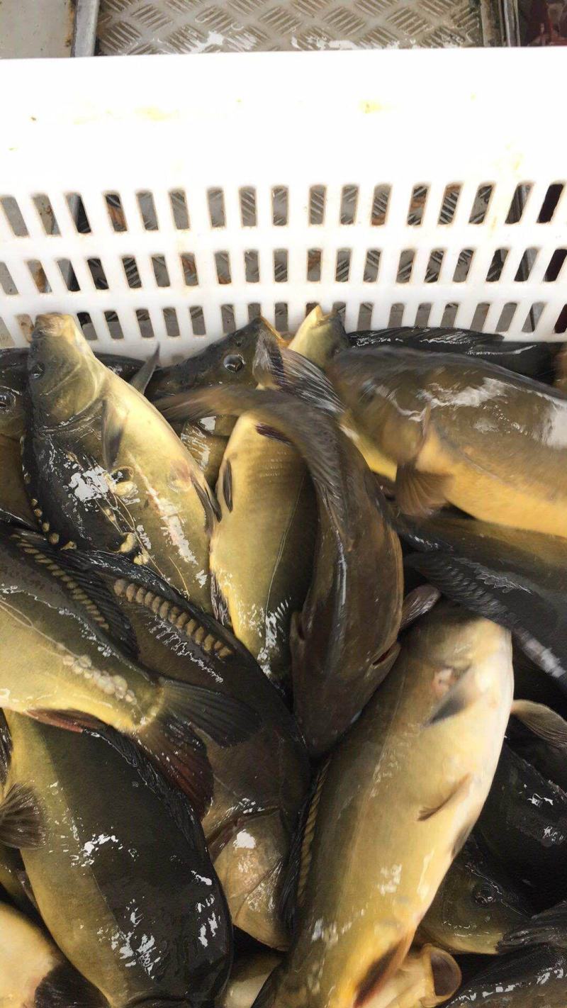 裸鲤垂钓技巧(裸鲤饵料如何搭配)