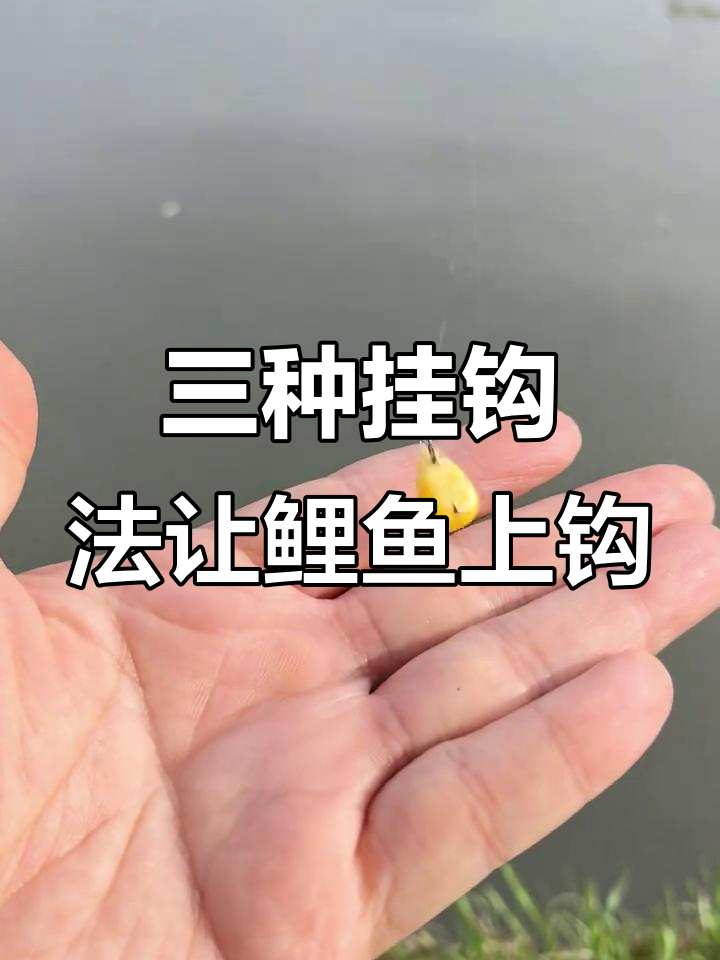 钓放养鲤鱼技巧(钓放养鲤鱼技巧和方法)