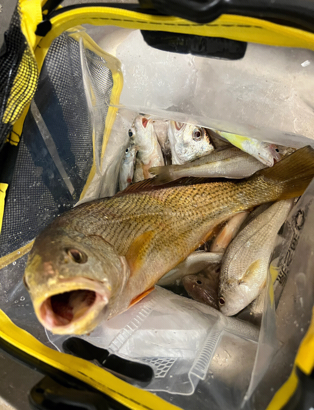 海钓都会晕船吗(海钓很危险吗)