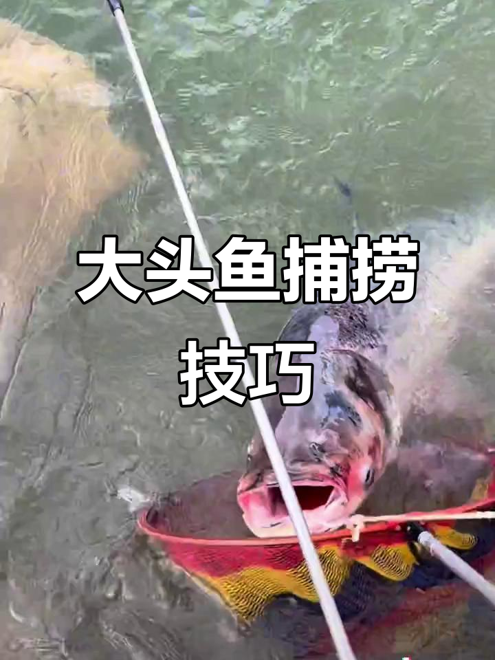 水库钓大头鱼技巧(水库钓大头鱼用什么饵料)