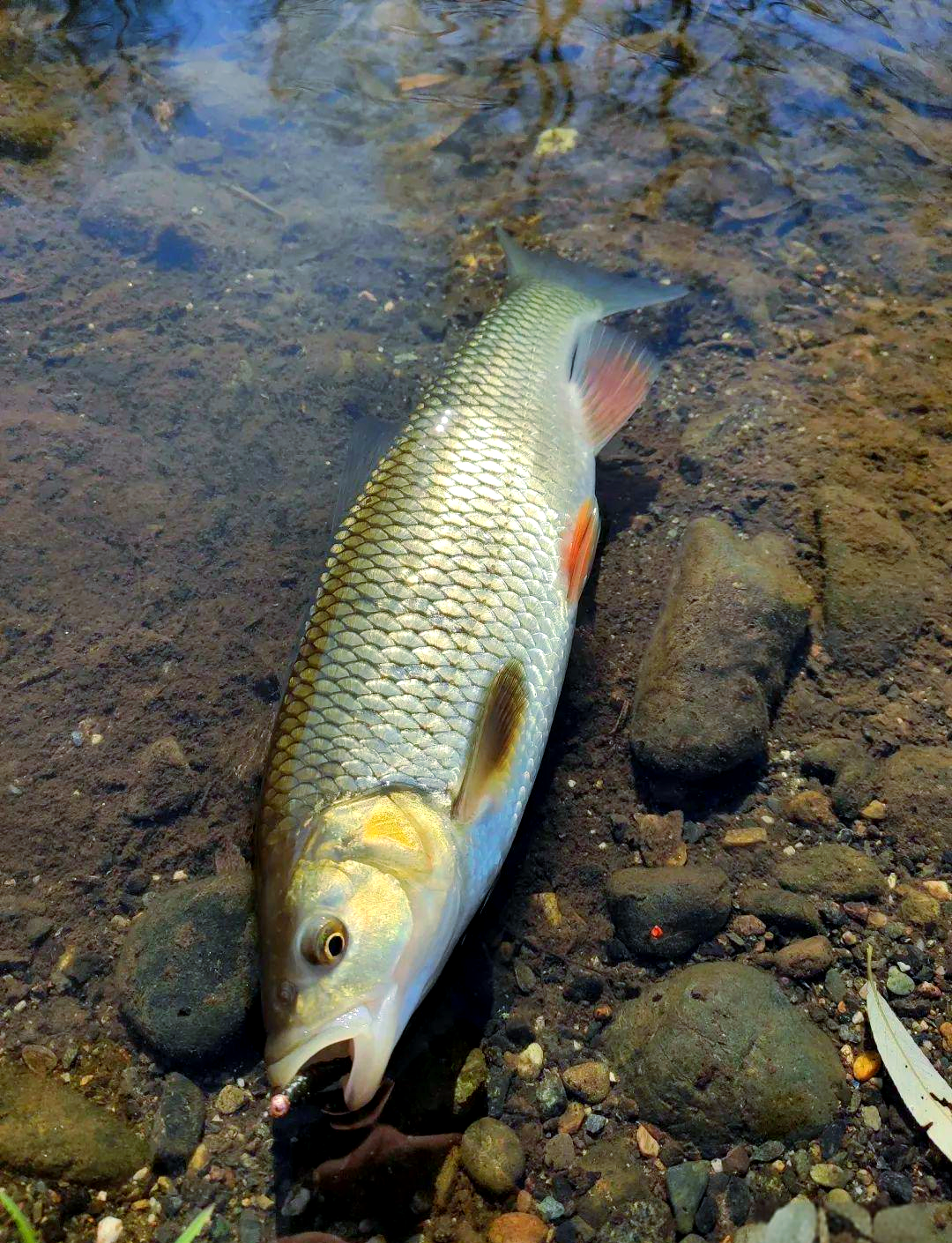 夏季钓草鱼技巧视频(夏季钓草鱼技巧视频讲解)