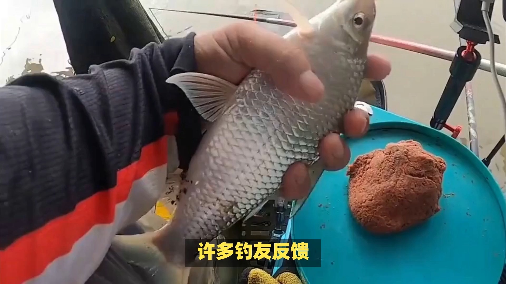 广东冬钓泰鲮技巧(钓清波鱼青苔技巧)