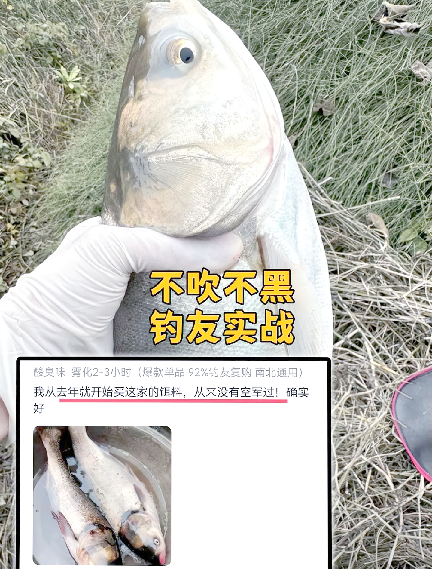 白沙饵料配方(白沙鱼百科)