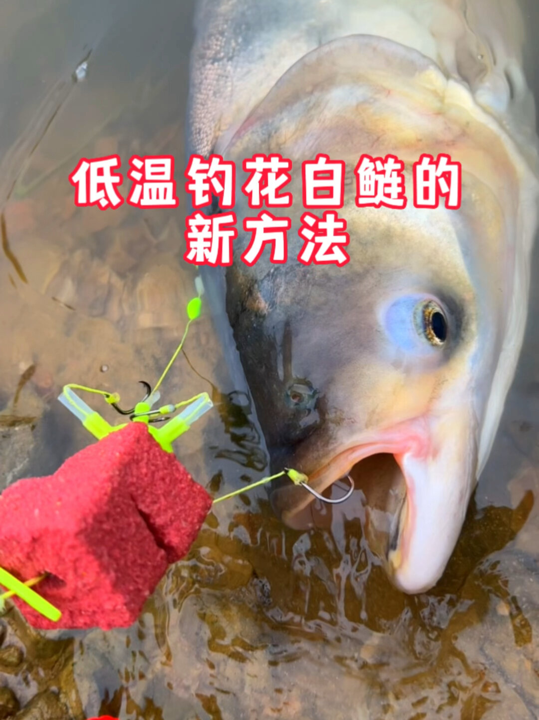 钓白链技巧(白链怎样钓)