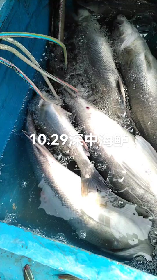 南沙哪里海钓(南沙钓鱼海钓的地方)