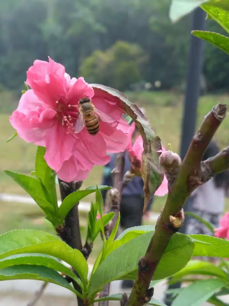钓桃花竹鱼技巧(钓桃花竹鱼技巧图解)