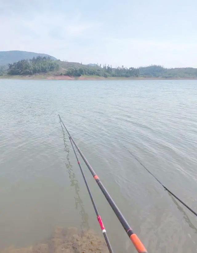 夏天野钓鳊鱼技巧(初夏怎样钓鳊鱼)