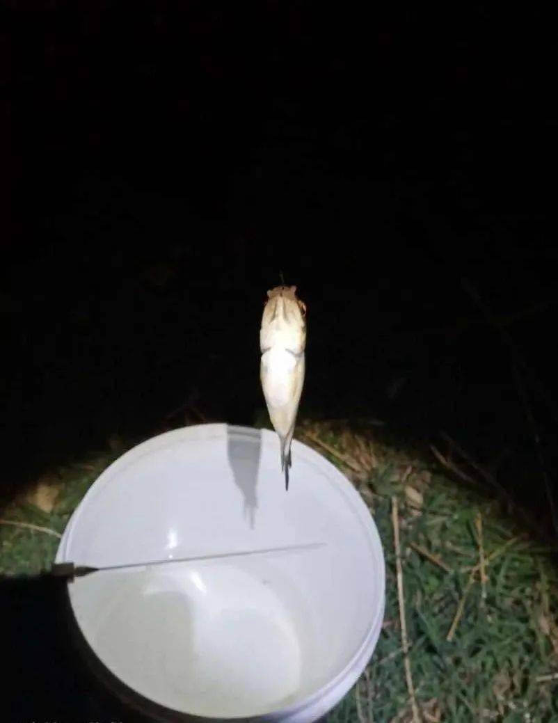 夜钓黄金鲫技巧(为什么尽量不要夜钓)