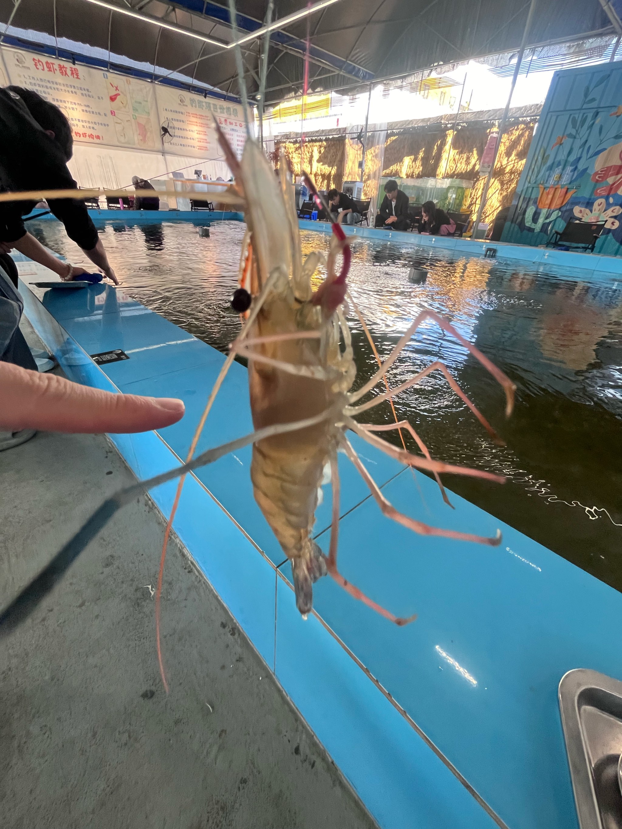 钓虾有什么技巧(钓虾有什么技巧和方法)