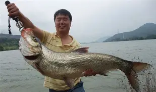 四海钓鱼海钓序曲(海钓黑鲷十句口诀)