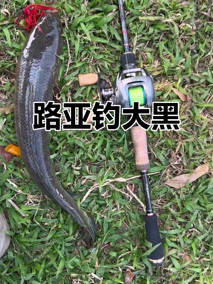 亚黑鱼用什么路亚竿最好(亚路钓黑鱼)