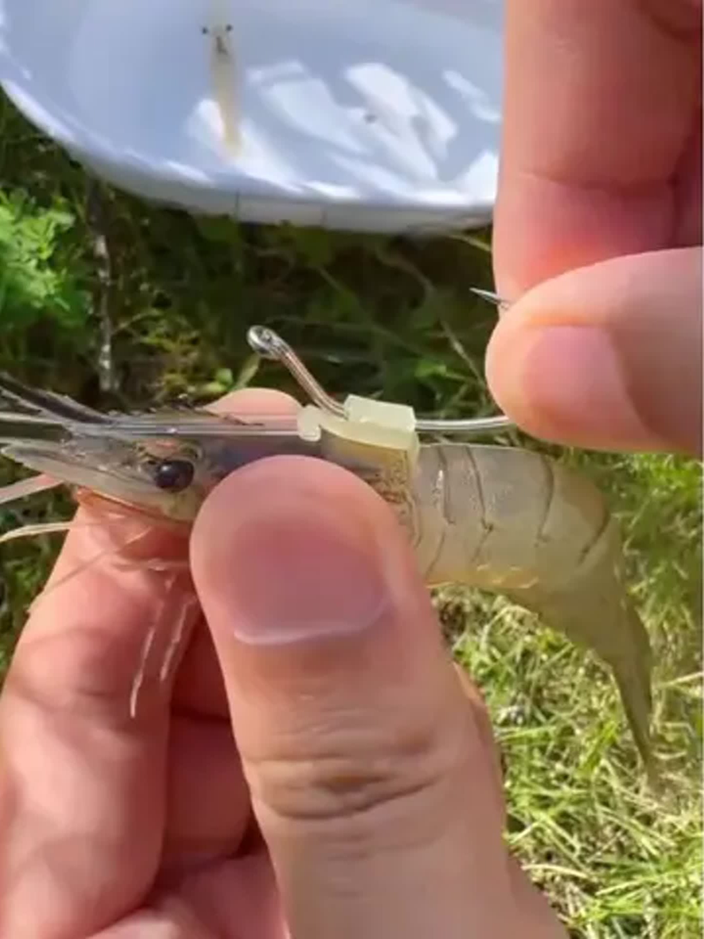 虾能海钓(虾钓海鱼)